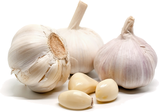 Garlic